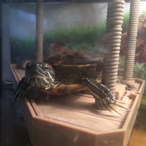 Meet your Posher, Odalis